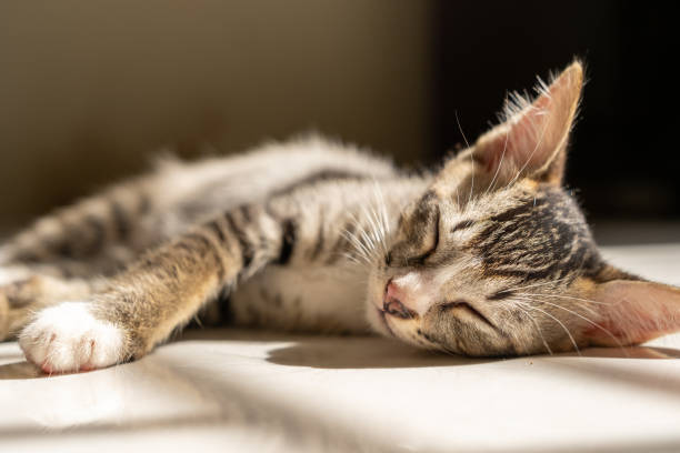 istock A close-up of a tabby kitten peacefully sleeping on a sunlit floor, highlighting its soft fur and delicate features bathed in warm light. 2187961924