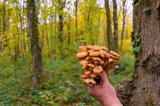 Honey mushrooms in the hand