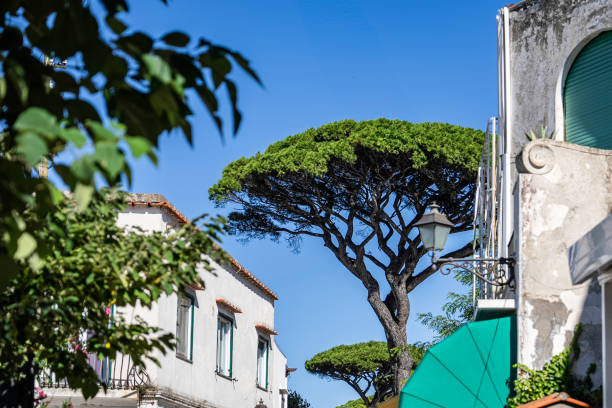 Iconic pine trees under a bright blue sky Capri,Italy.