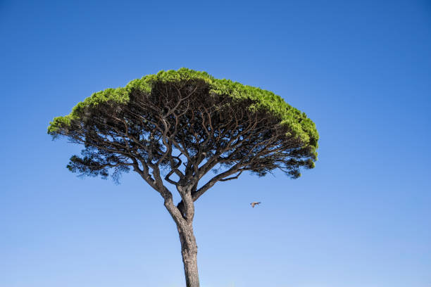 istock Iconic pine trees under a bright blue sky Capri,Italy. 2187962410