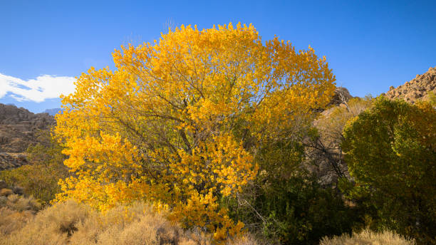 istock Fall Colors in the nights desert 2187962545