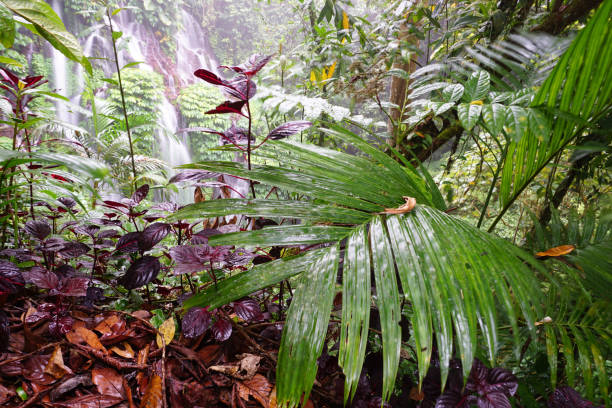 Close up of a plant. Palm leaves on tree grow in the forest with waterfall background.