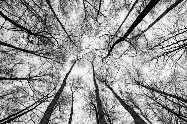 istock Black and white trees silhouettes on sky background. 2187965307