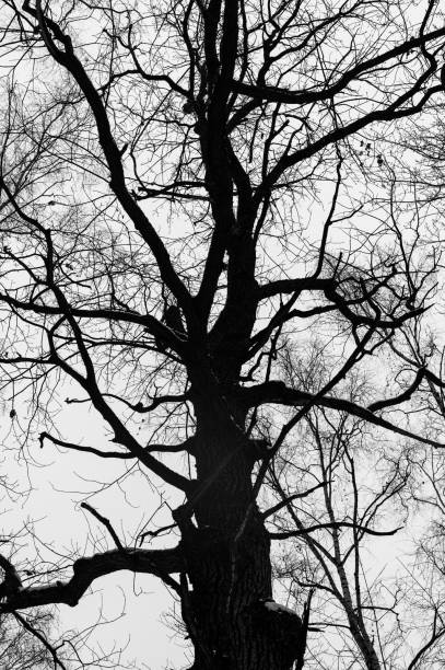 istock Black and white trees silhouettes on sky background. 2187965326