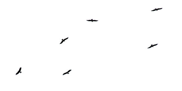 A flock of birds in flight isolated on a white background.