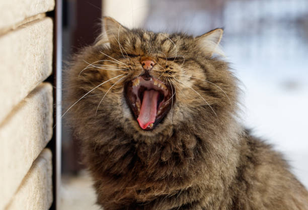istock A cat with its mouth open and tongue hanging out 2187965850