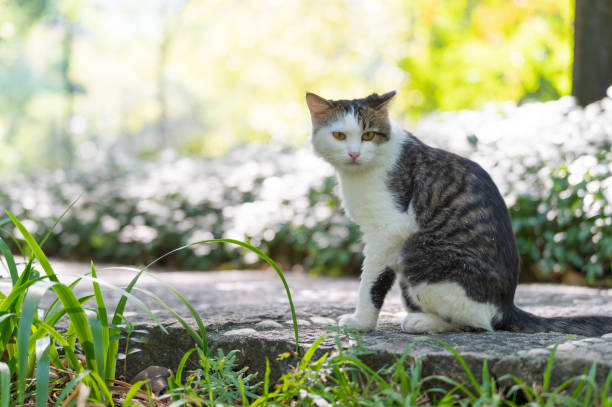 istock Cat sitting on the ground in the park 2187966687
