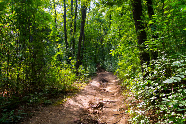 istock Forest path to the castle of Gymes 2187966785