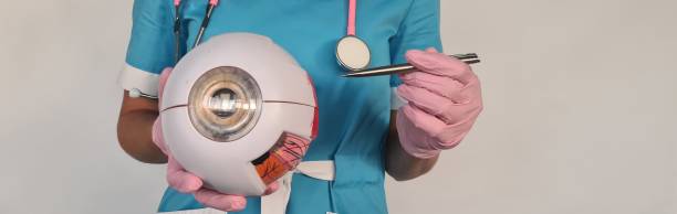 Ophthalmologist points with pen at artificial model of eyeball. Farsightedness, nearsightedness, astigmatism