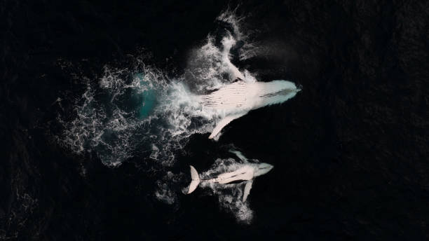 istock Mother and Calf Humpback Whale 2187967466