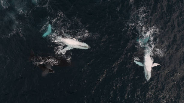 istock Humpback Whale Calf & Mother 2187967601