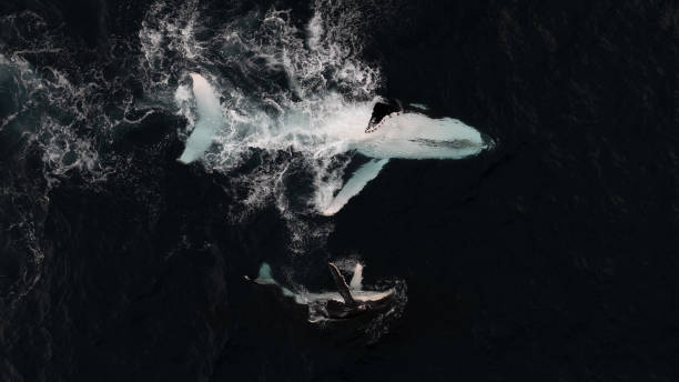 istock Humpback Whale Mother And Calf On Their Backs 2187967881