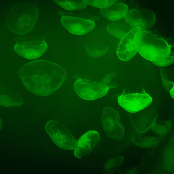 istock Group of jellyfish in an aquarium 2187967938