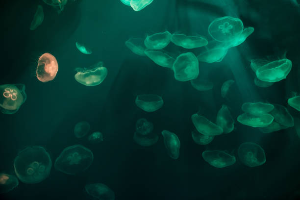 istock Group of jellyfish in an aquarium 2187967941