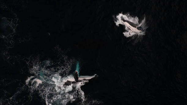 istock Humpback Whale on Back Splashing with Calf Breaching 2187967950