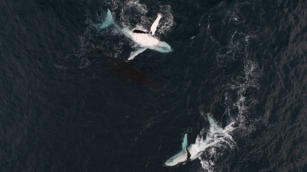 istock Humpback Whale on Back Splashing with Calf 2187967994
