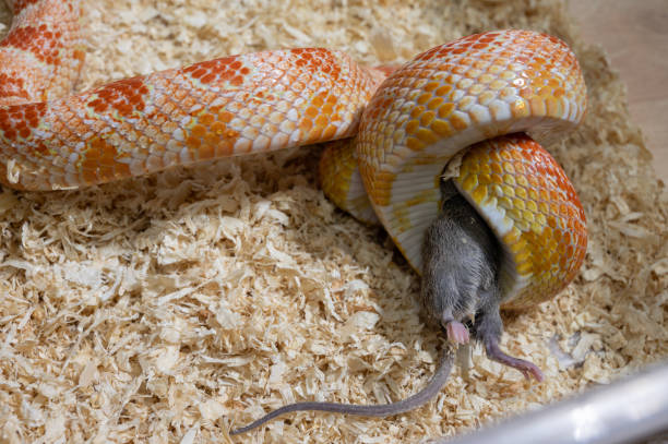 istock Close up of Corn snake squeezing and kill rat before swallow it whole. 2187968428
