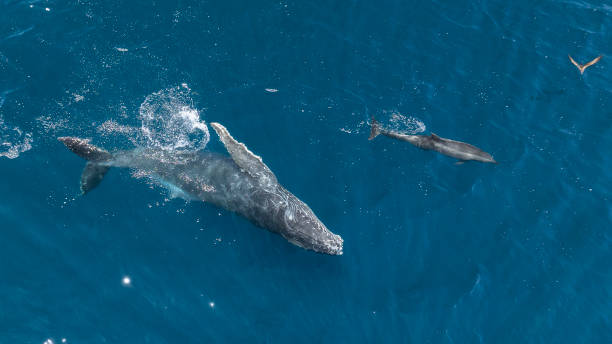 istock Humpback Whale Calf Playing With Dolphin 2187968661