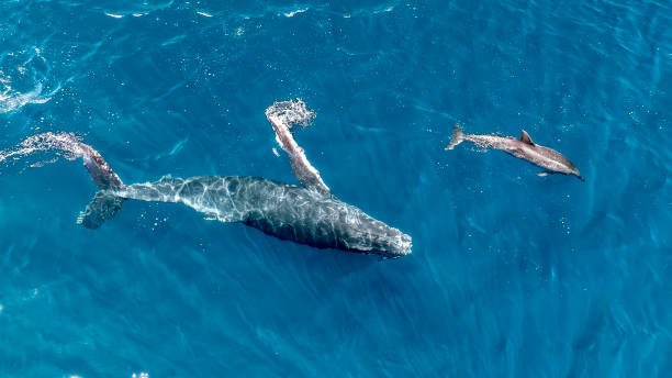 istock Humpback Whale Calf Playing With Dolphin 2187968674
