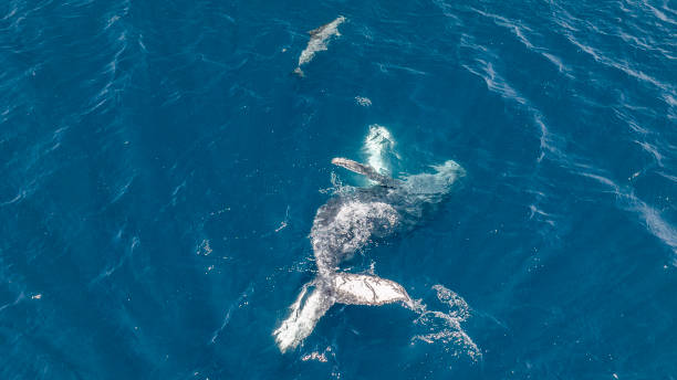 istock Humpback Whale Calf Playing With Dolphin 2187968699