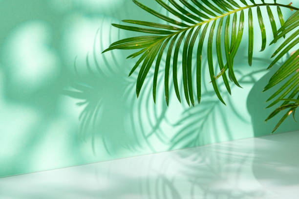 istock Tropical leaves palm tree on a mint background 2187970311