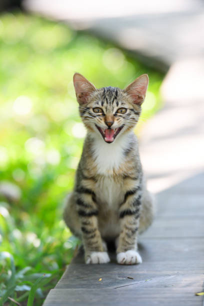 Portrait of a funny cat Scottish Straight with green eyes Isolated on white background