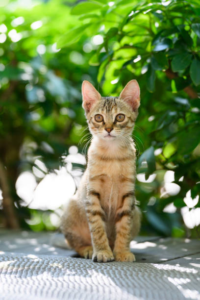 istock Kitten sitting on the ground in the garden 2187971209