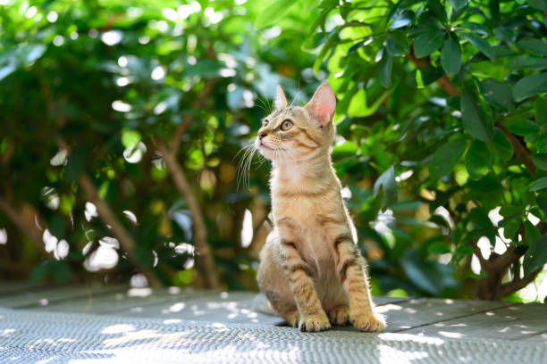 istock Kitten sitting on the ground in the garden 2187971210