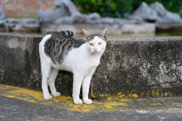 Stray cat on the street