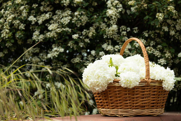 istock Wicker basket with white flowers, outside. 2187972262
