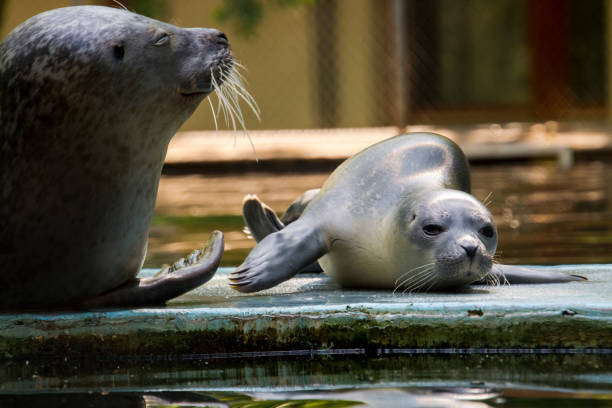 Common or harbour seal baby, its scientific name is Phoca vitulina