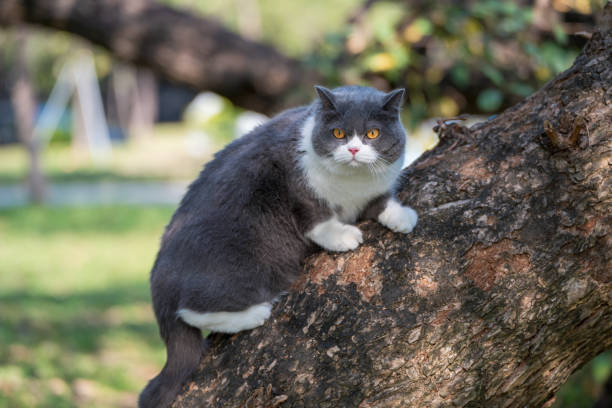 British shorthair cat climbing a tree
