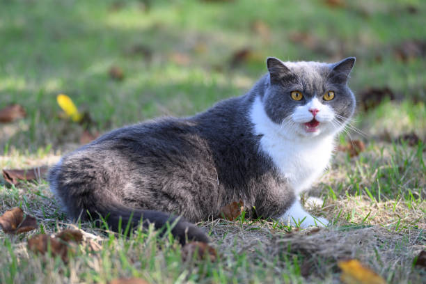 istock British shorthair cat lying on grass 2187972515