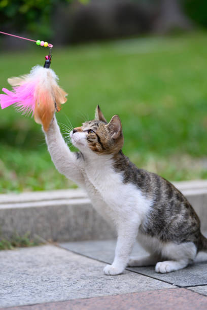 istock Kitten playing in the garden 2187972735