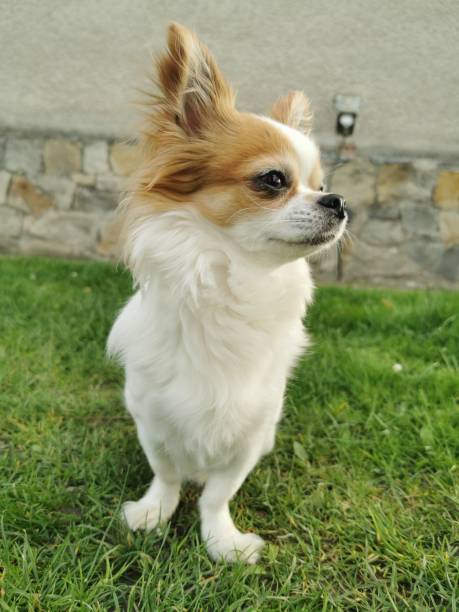istock small chihuahua in the nature 2187973095