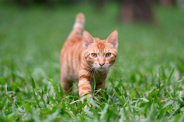 istock Orange tabby cat walking in the grass 2187973636