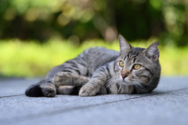 istock The Tabby on the ground 2187973650