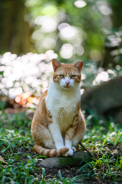 istock Cat sitting on the ground in the jungle 2187973651