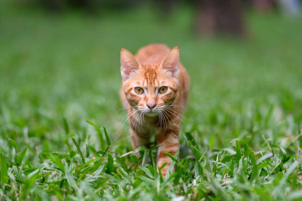 istock Orange tabby cat walking in the grass 2187973652