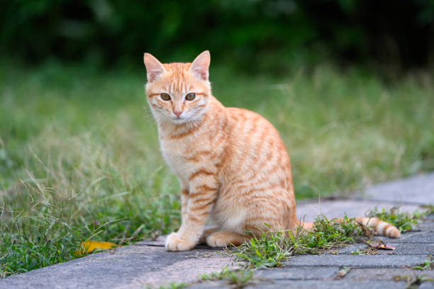 istock Kitten sitting on the edge of the grass 2187973655