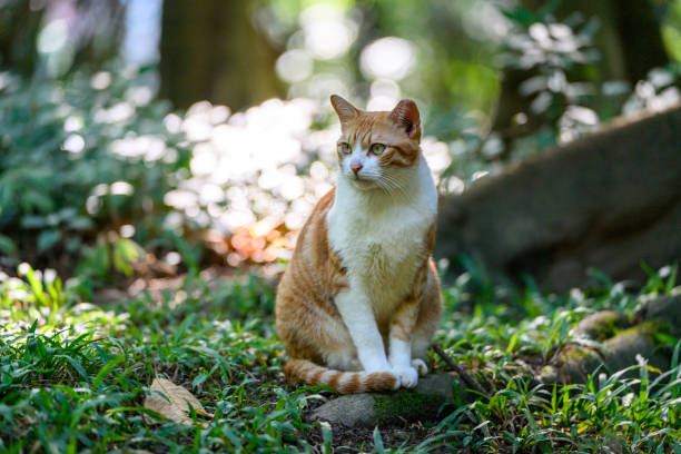 istock Cat sitting on the ground in the jungle 2187973657