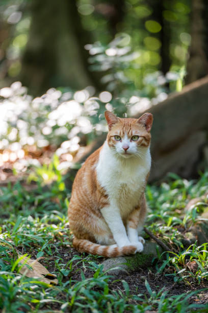 istock Cat sitting on the ground in the jungle 2187973659