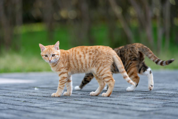 istock Two kittens walking in the park 2187973665