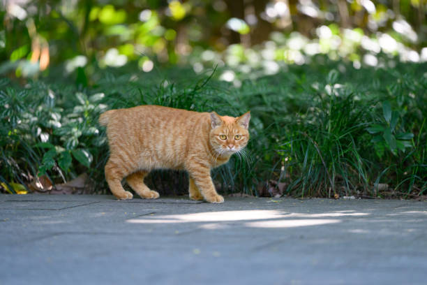 Kitten in the park by the grass