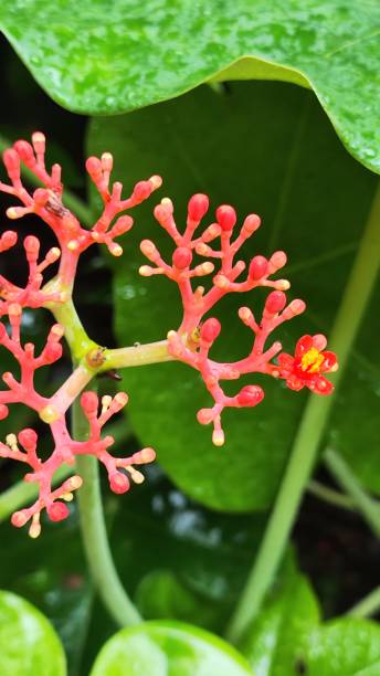 istock Close-up of red flowering plant 2187977320