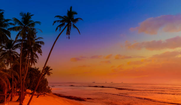 istock Summer with sunrise scene with  palm trees background as texture frame background 2187977835