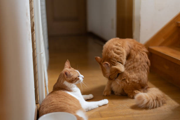 istock Two cute cats relaxing at home 2187977941
