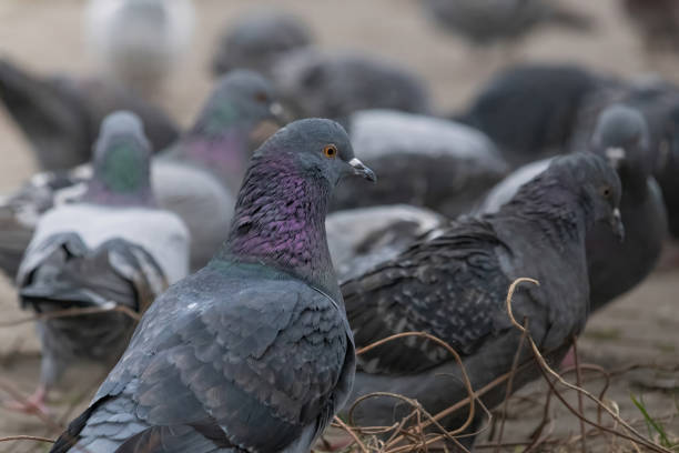 istock Large orange eye iris of common pidgeon. 2187979993
