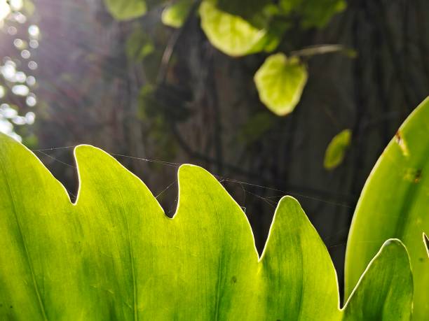 morning sunlight shines on some green leaves