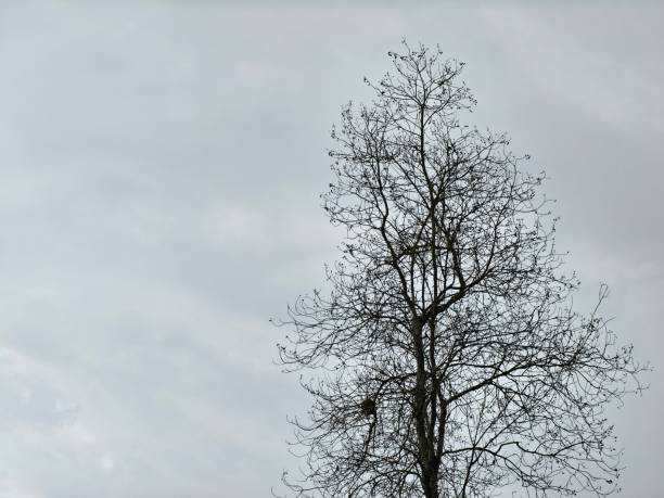 Silhouette of dry tree against gloomy sky